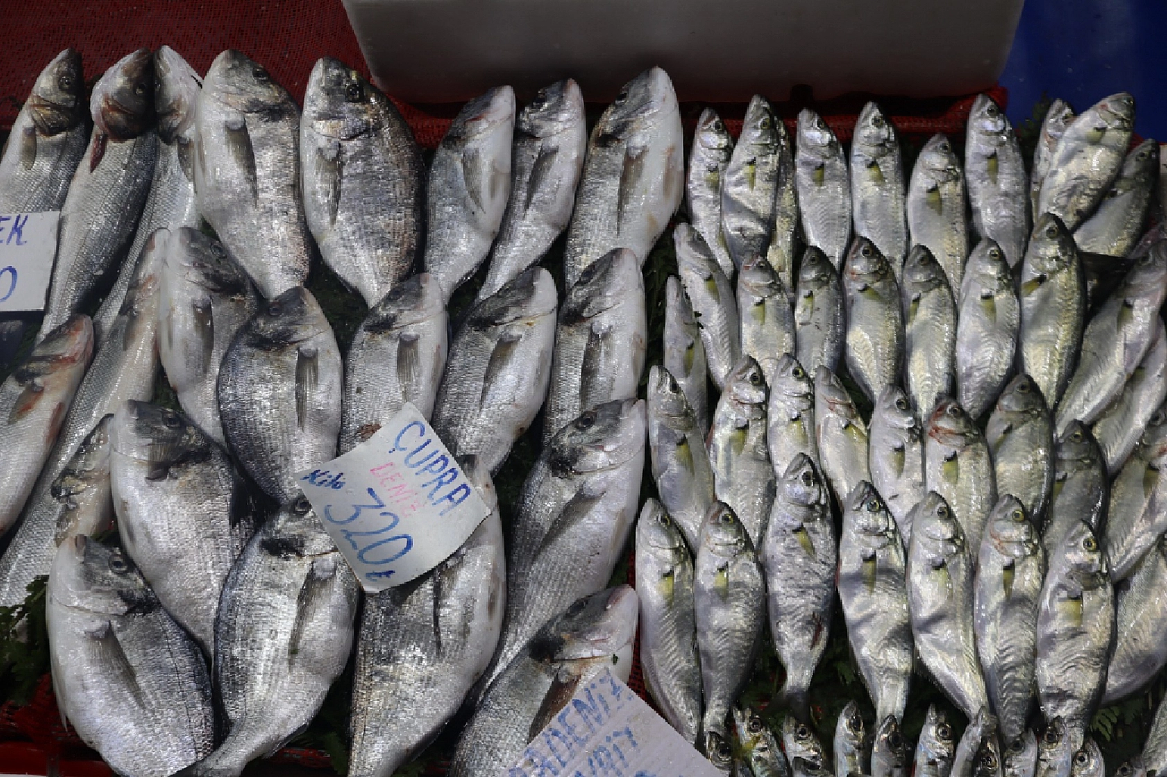 Balık Pazarlarında Fiyat Artışı! En Ucuz Balık Hangisi? İşte Detaylar...