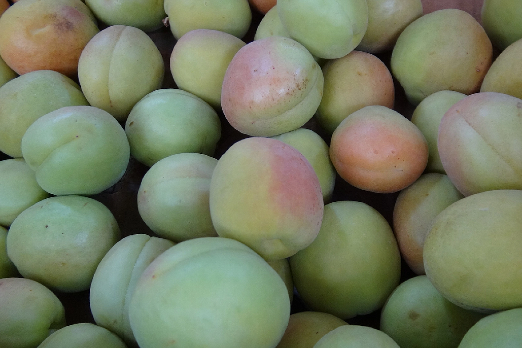 Malatya'da kayısı lüks tüketime dönüştü! Fiyatı etle yarışıyor…!