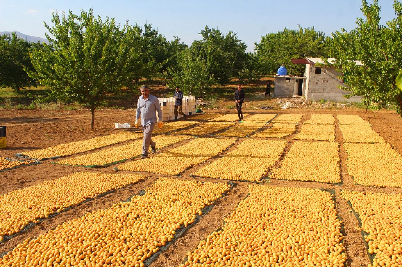 Kayısı hasadı devam ediyor