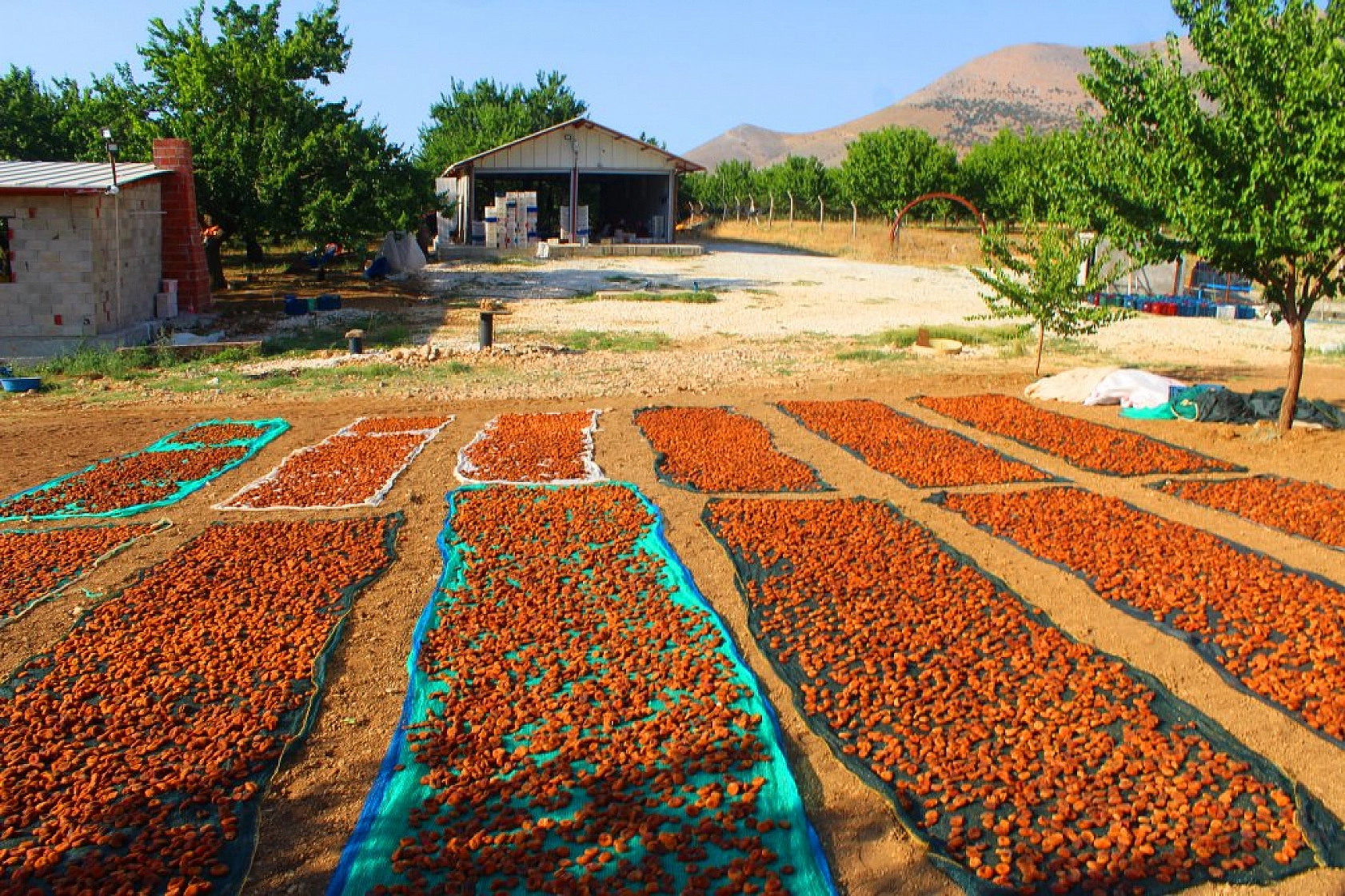 Kayısı hasadı devam ediyor