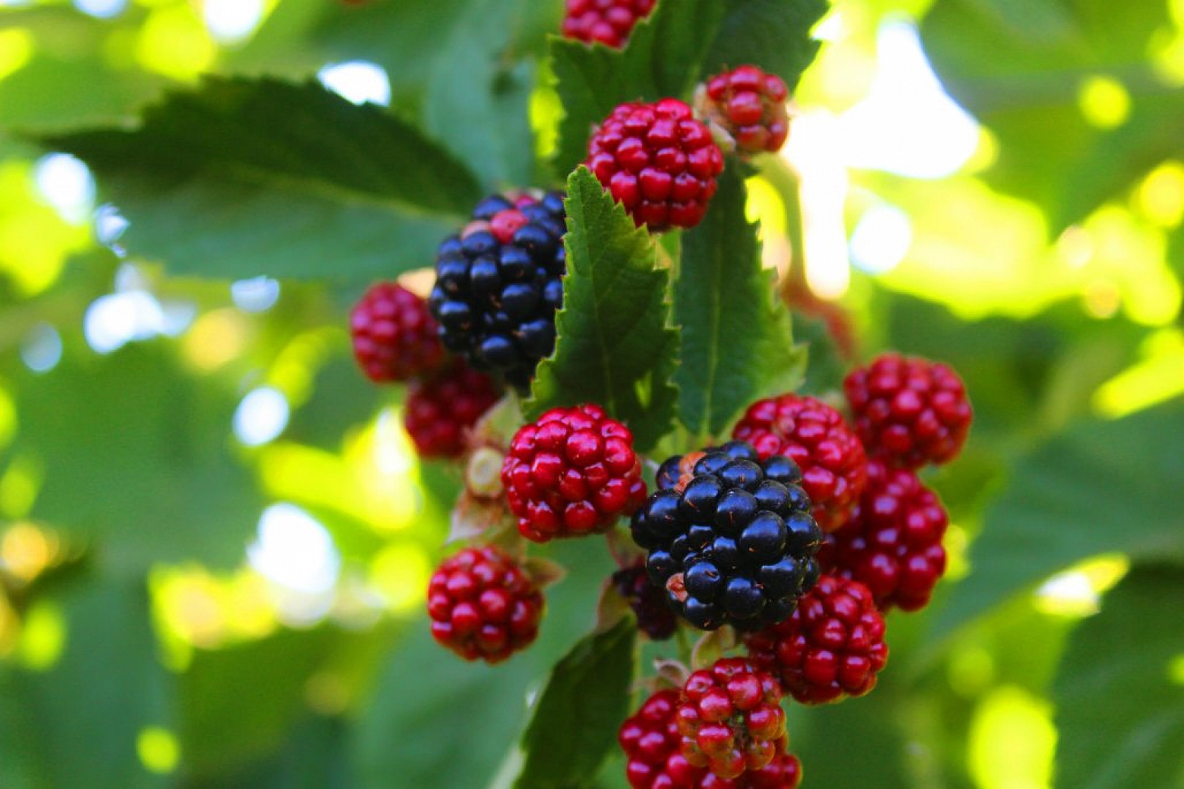 Taleplere yetişemiyoruz