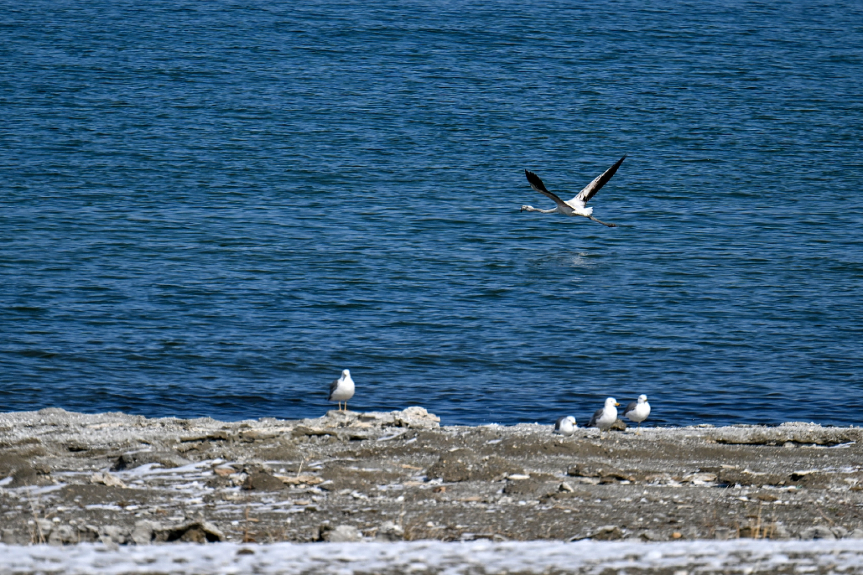 Jandarma göçmen kuş nöbetinde