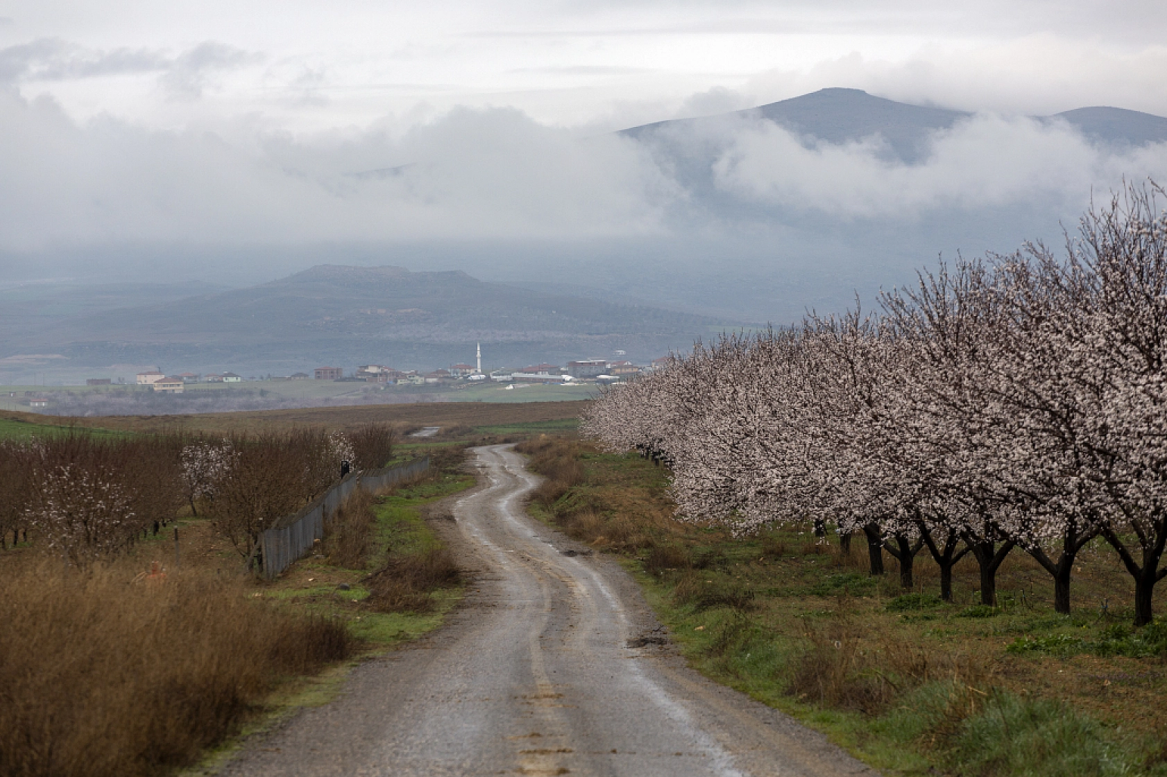 Dünyanın kayısı başkentinde çiçeklerin kokusu baş döndürdü!