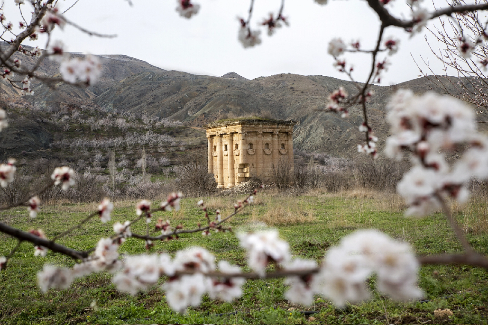 Dünyanın kayısı başkentinde çiçeklerin kokusu baş döndürdü!
