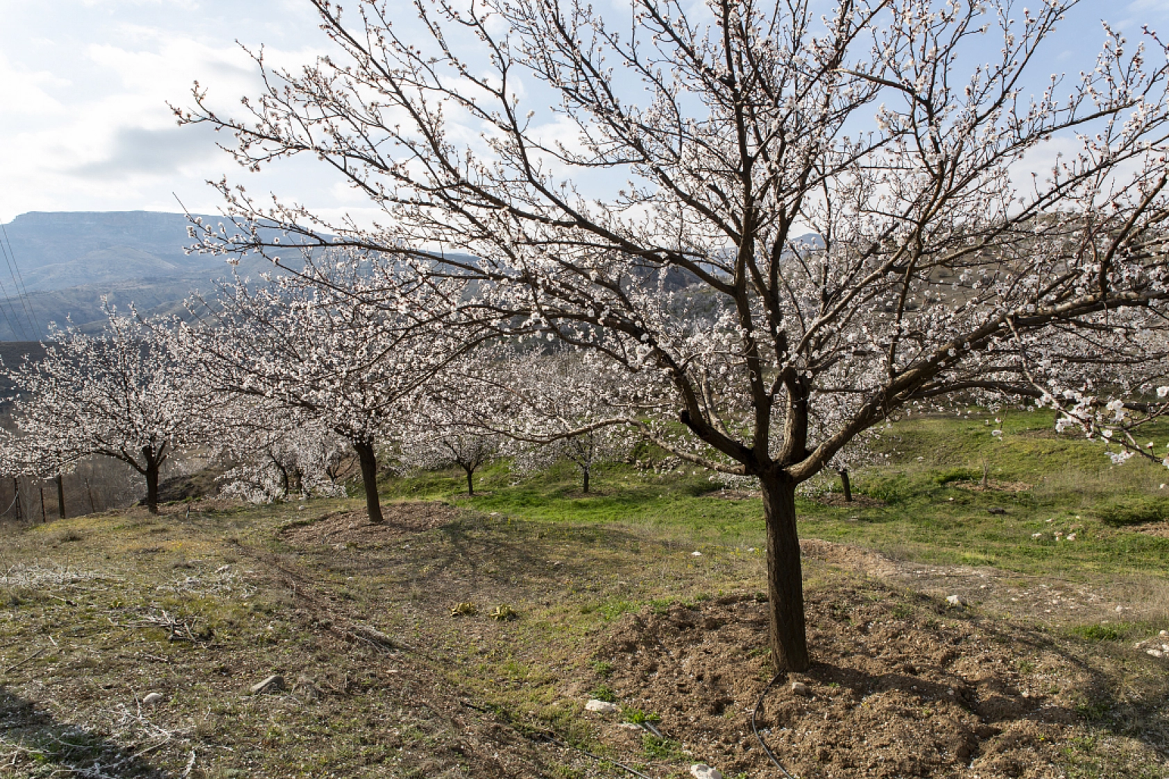 Dünyanın kayısı başkentinde çiçeklerin kokusu baş döndürdü!