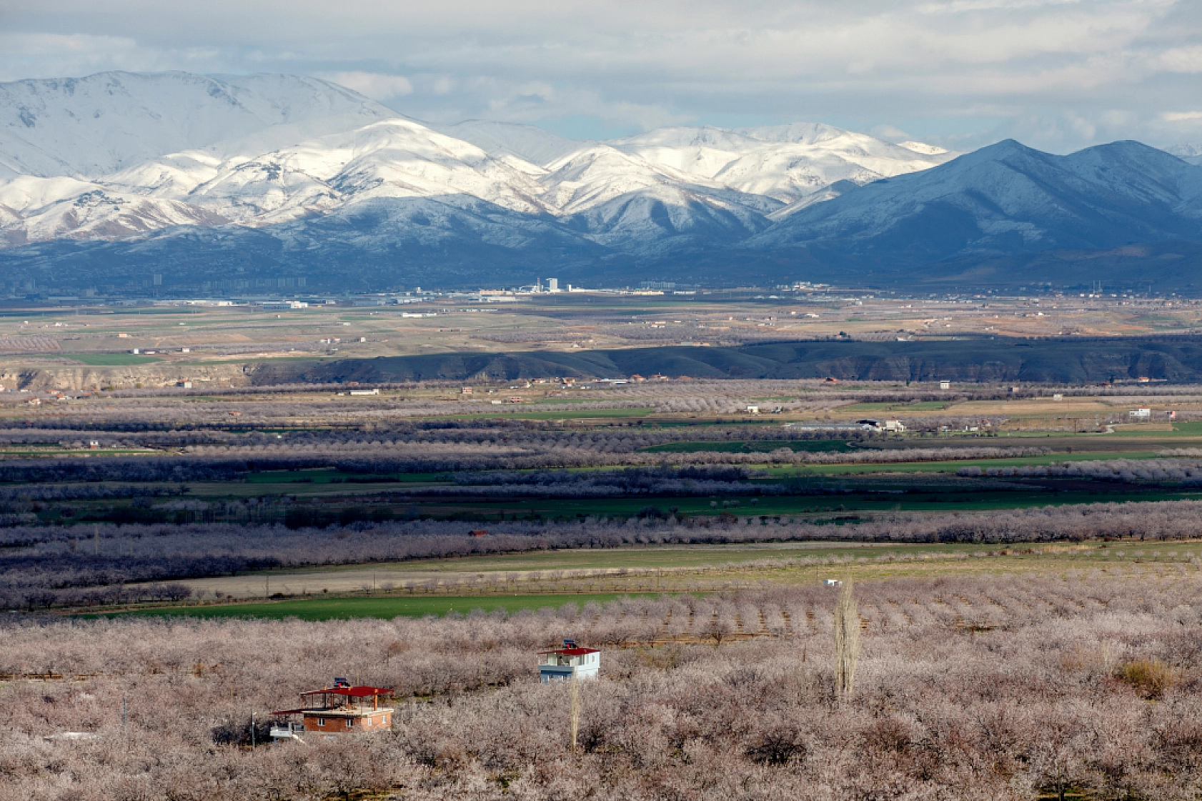 Dünyanın kayısı başkentinde çiçeklerin kokusu baş döndürdü!