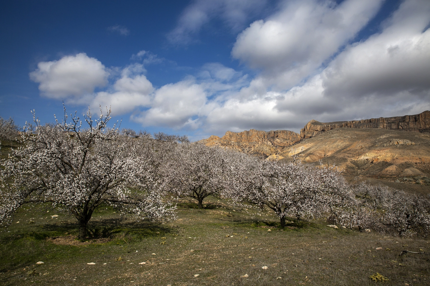 Dünyanın kayısı başkentinde çiçeklerin kokusu baş döndürdü!