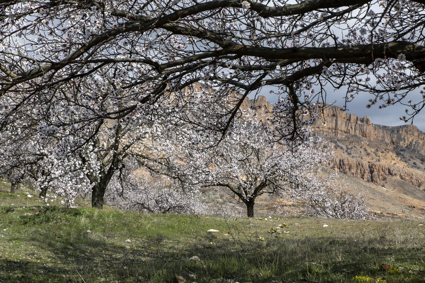 Dünyanın kayısı başkentinde çiçeklerin kokusu baş döndürdü!
