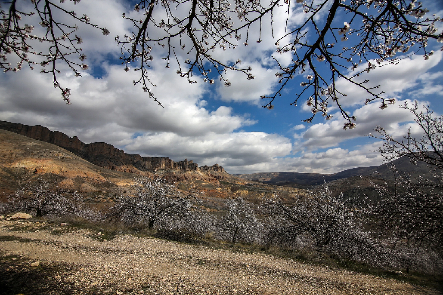 Dünyanın kayısı başkentinde çiçeklerin kokusu baş döndürdü!
