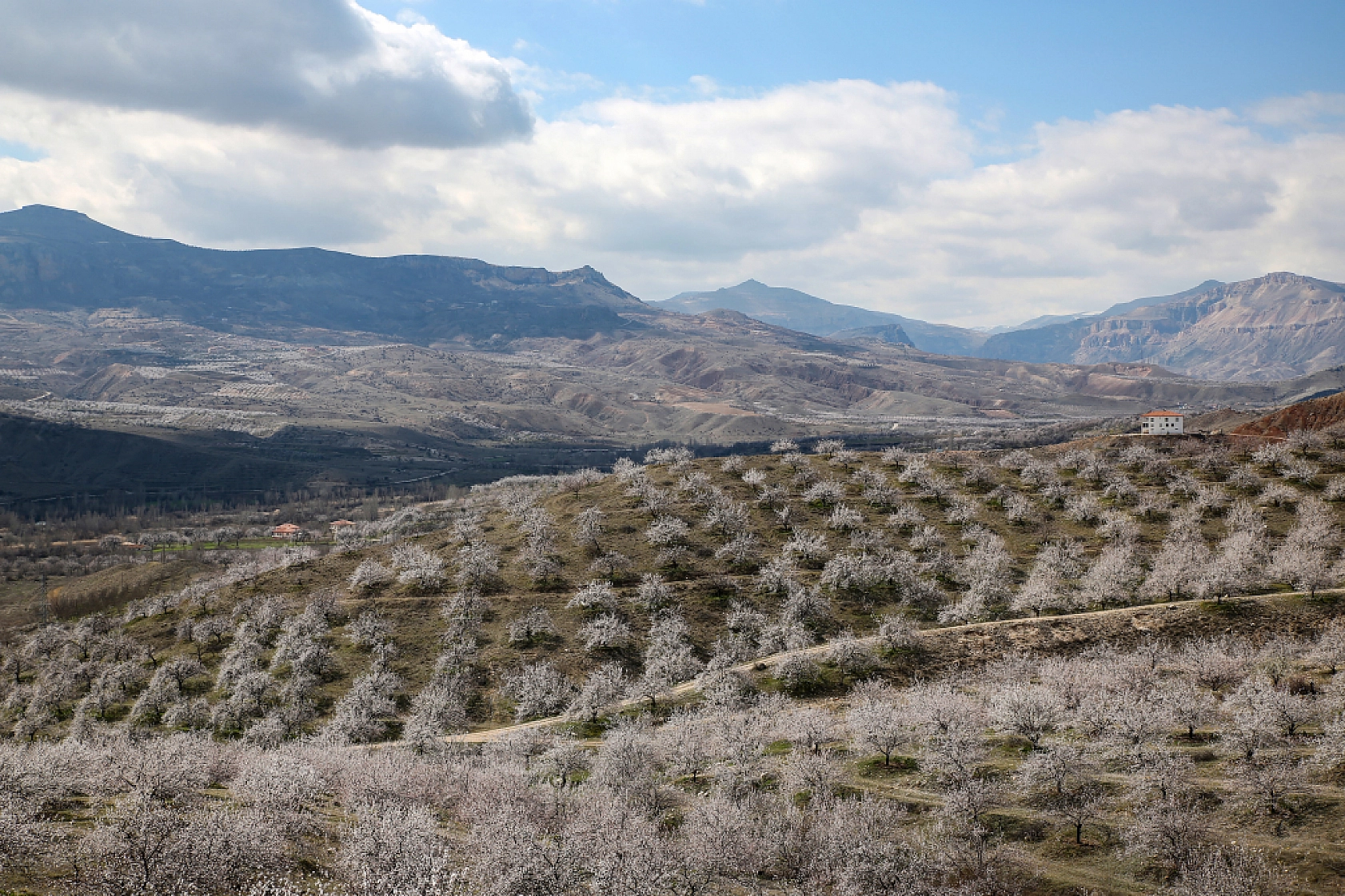 Dünyanın kayısı başkentinde çiçeklerin kokusu baş döndürdü!