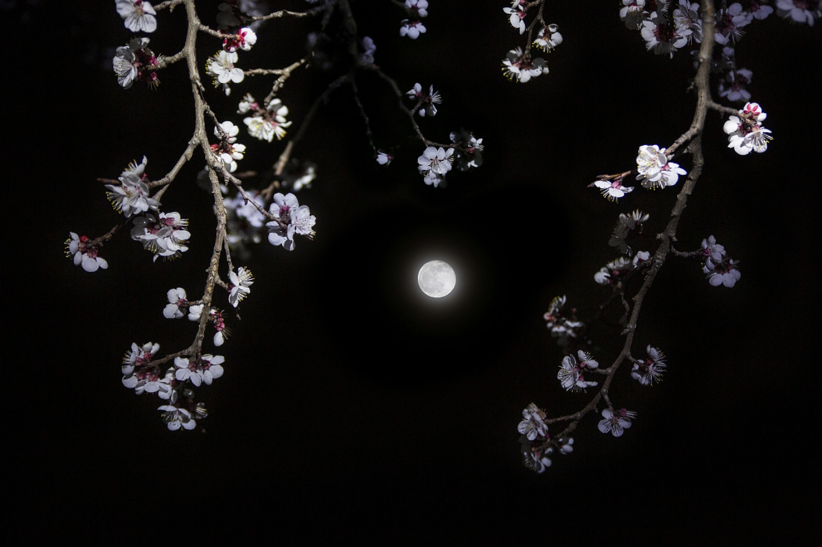 Dünyanın kayısı başkentinde çiçeklerin kokusu baş döndürdü!