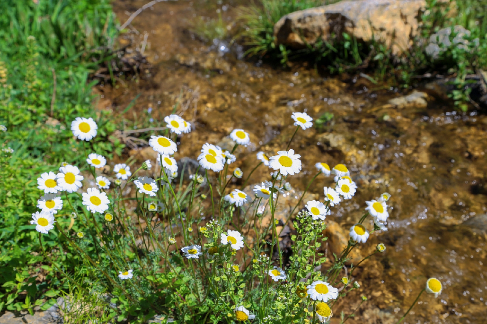 Malatya'da doğaseverlerin rotası belli oldu! 'Beydağı etekleri'