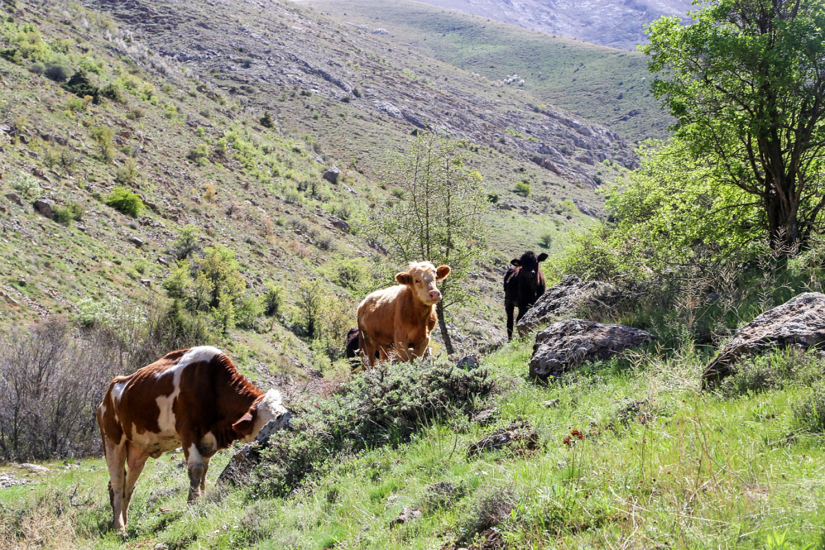 Malatya'da doğaseverlerin rotası belli oldu! 'Beydağı etekleri'