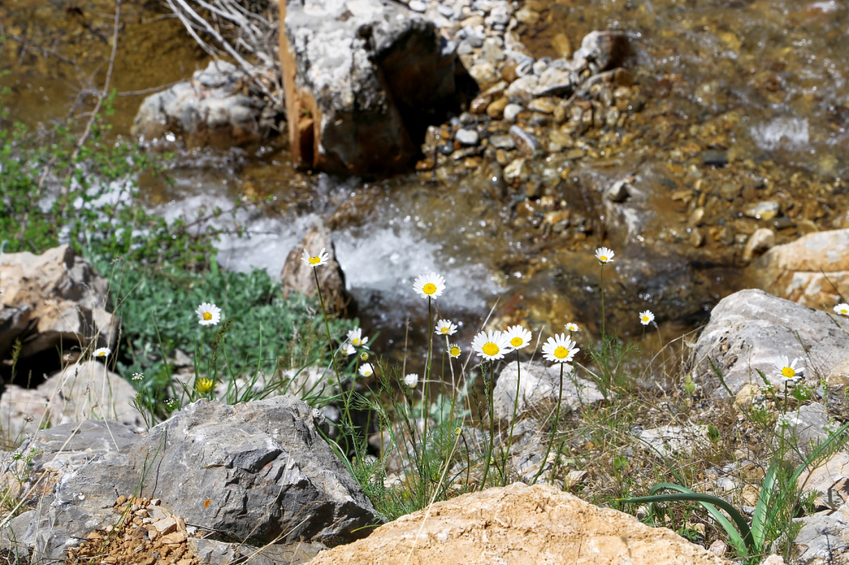 Malatya'da doğaseverlerin rotası belli oldu! 'Beydağı etekleri'