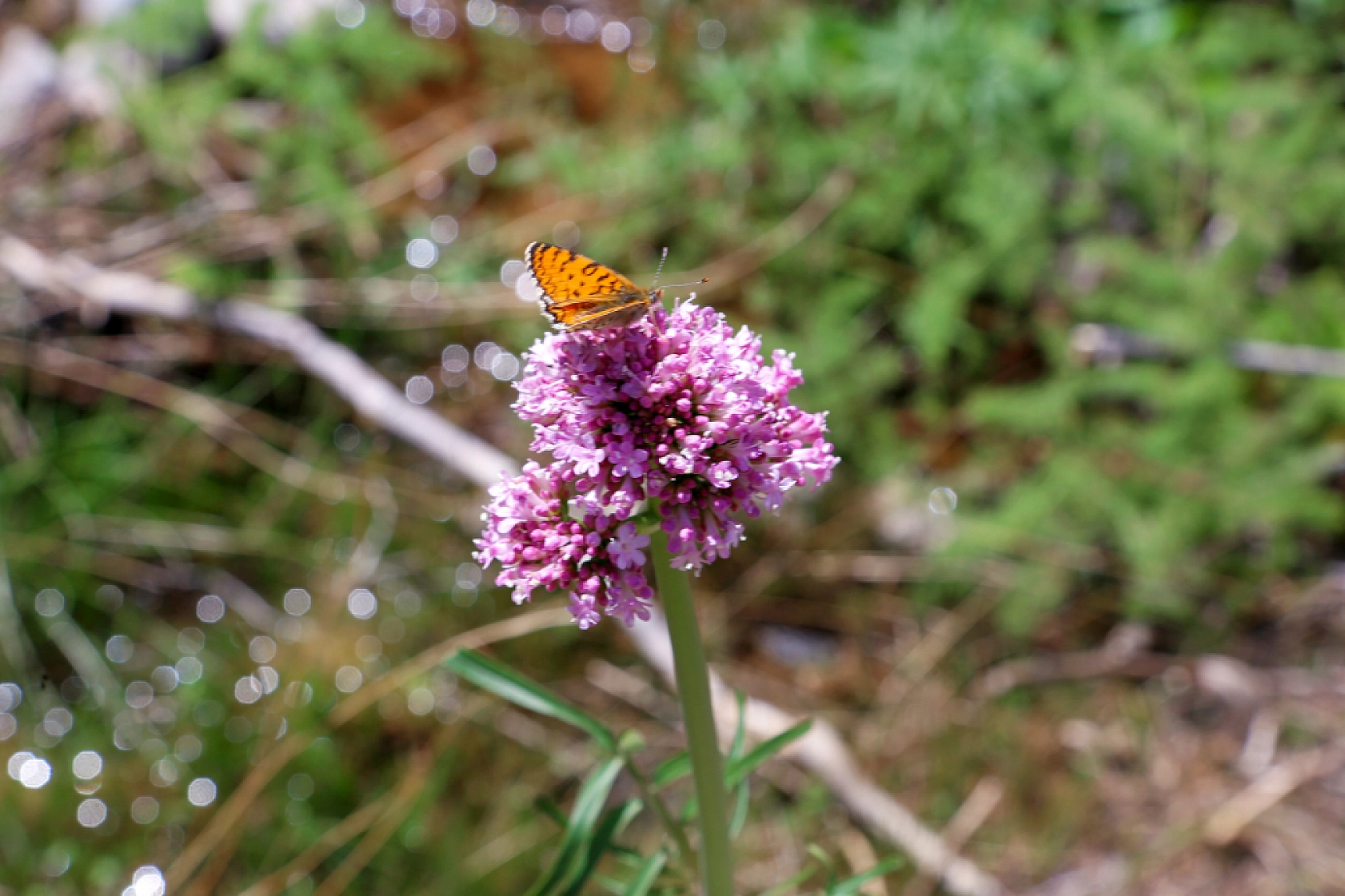 Malatya'da doğaseverlerin rotası belli oldu! 'Beydağı etekleri'