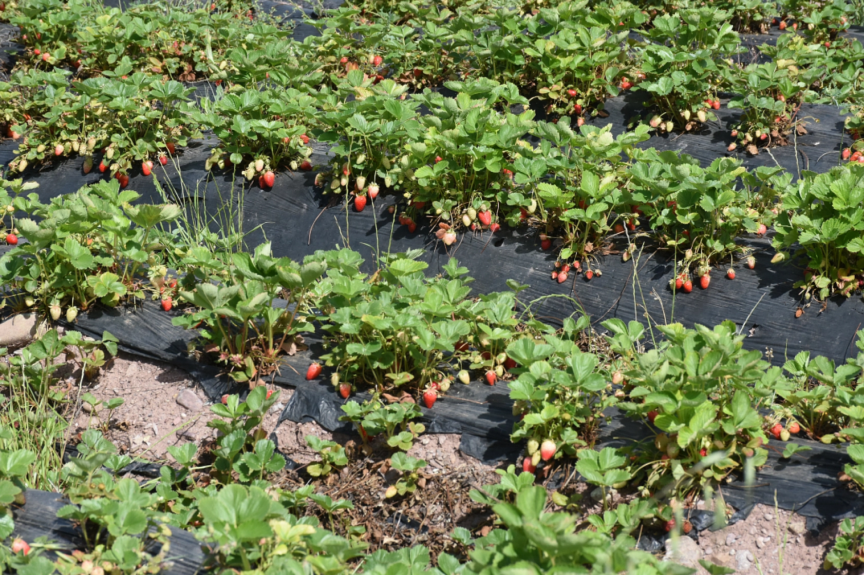 Malatya'da çilek hasadı başladı