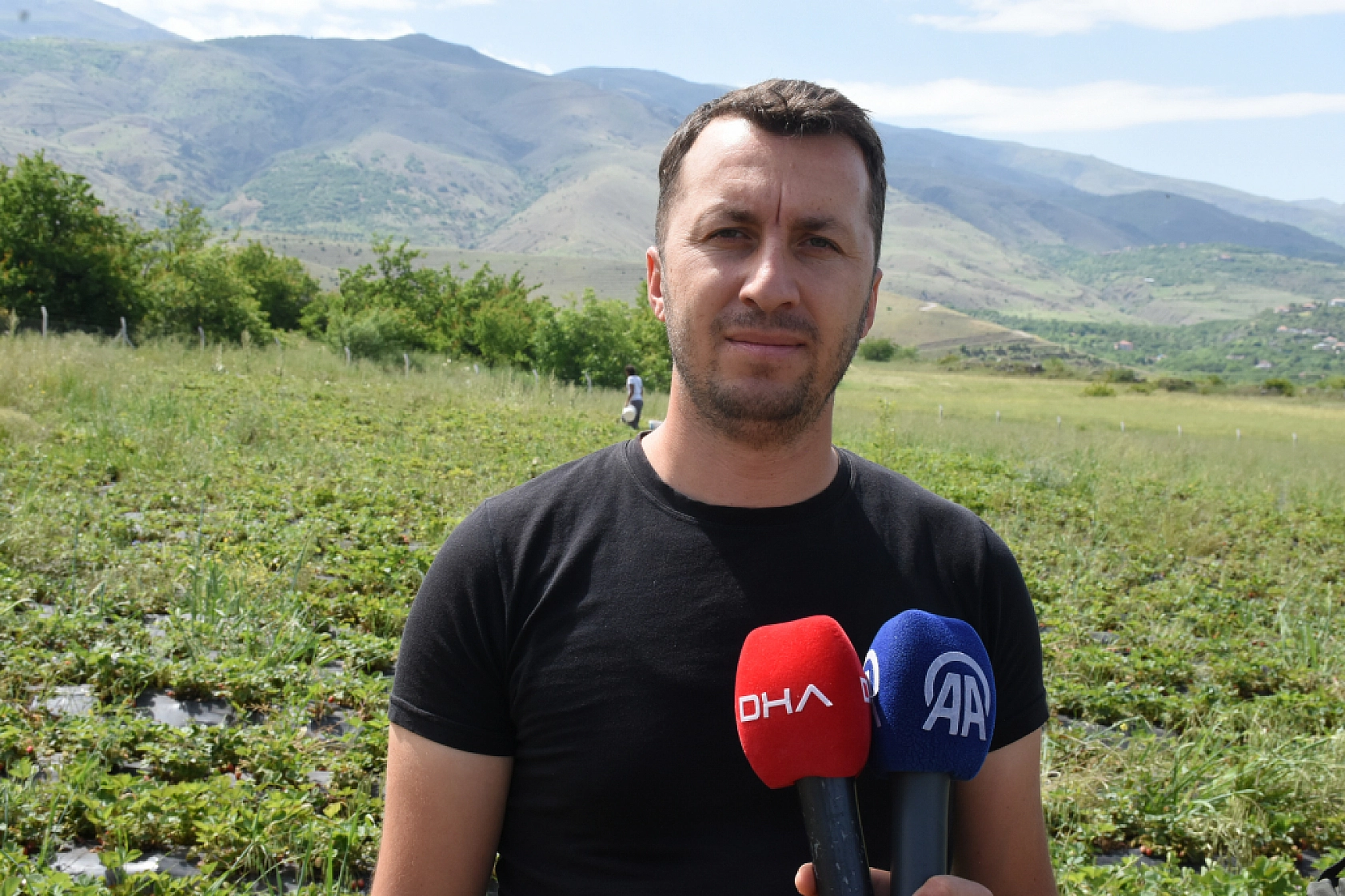 Malatya'da çilek hasadı başladı