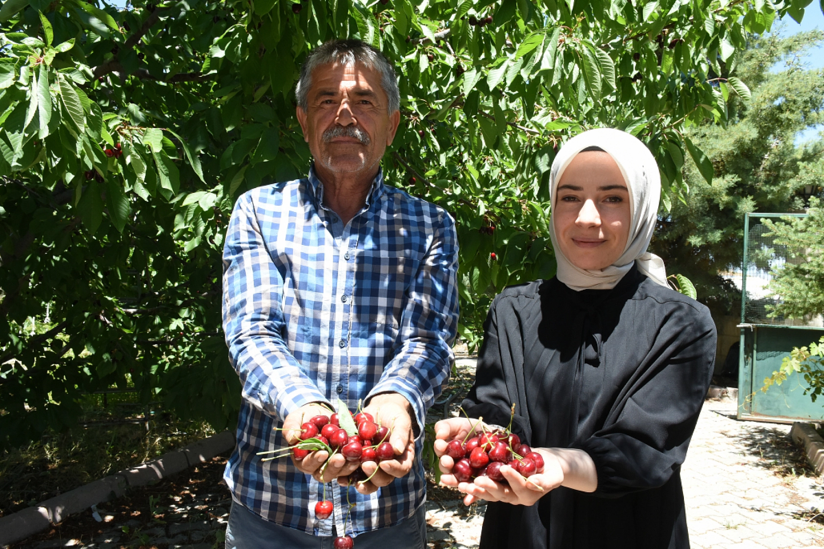 Malatya'da Yetiştiriliyor..! Dünyada ve Türkiye'de talep çok fakat işçi yok...