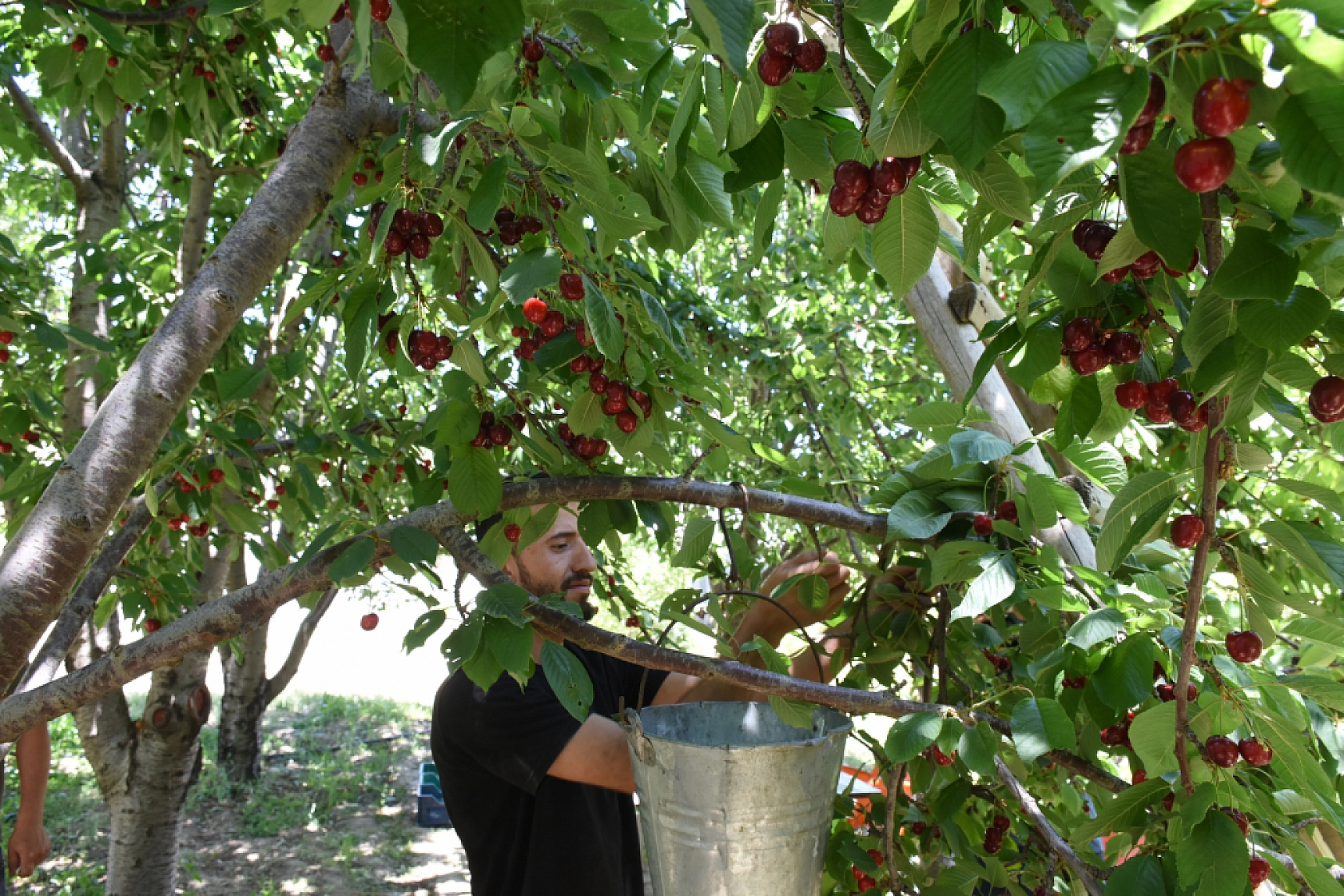 Malatya'da Yetiştiriliyor..! Dünyada ve Türkiye'de talep çok fakat işçi yok...