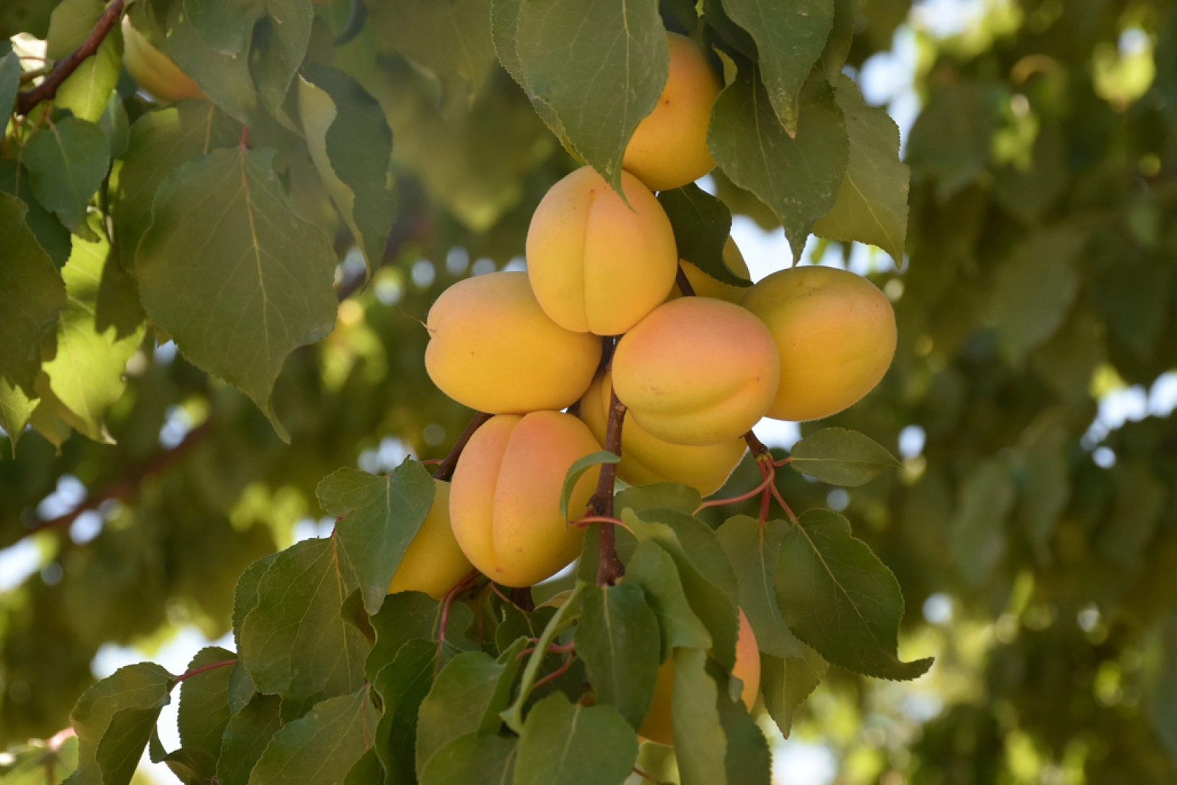 Malatya 6 Ayda 187 Milyon Dolar Kazandı!