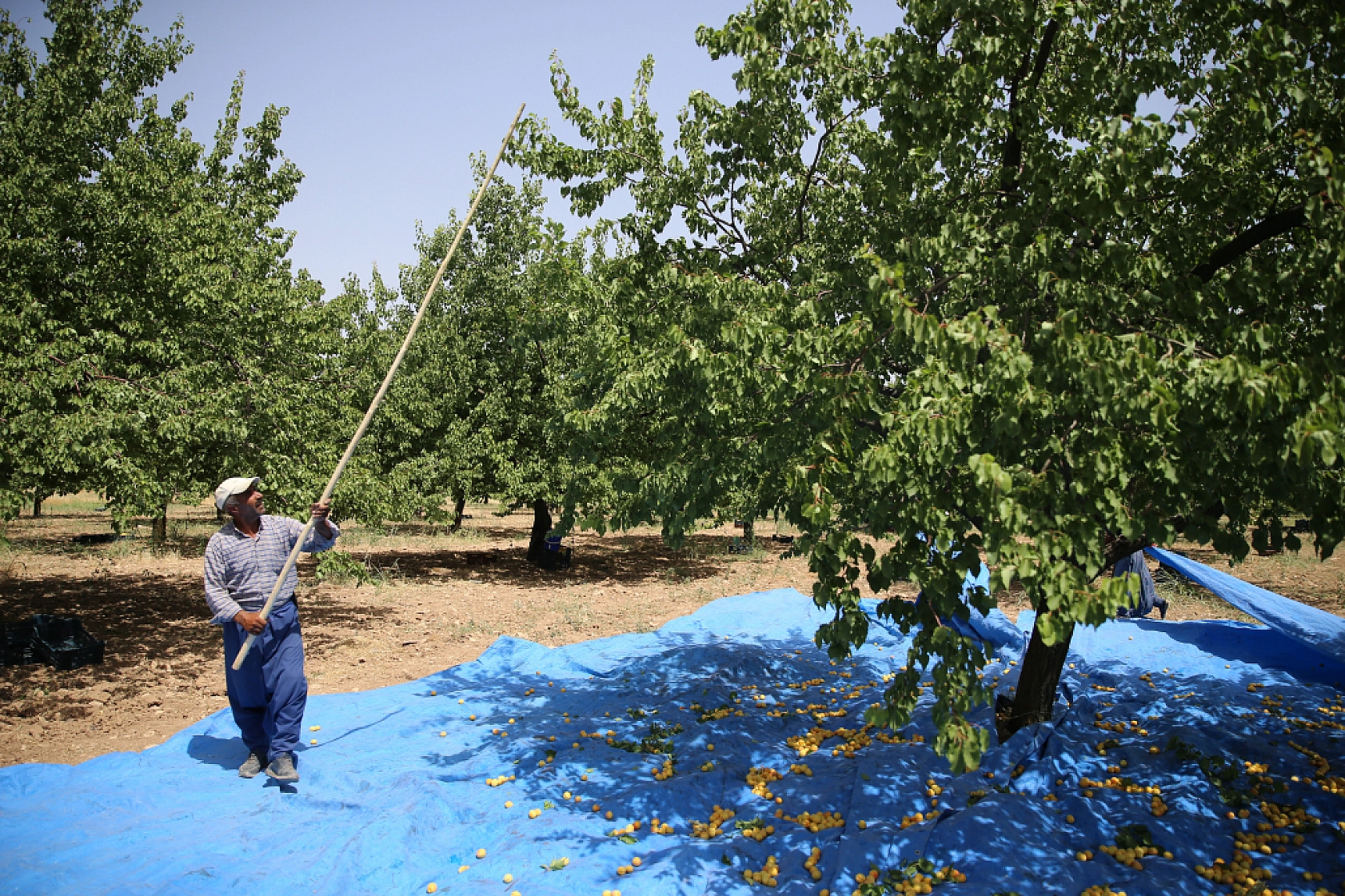 9 Milyonu Malatya'da Bulunuyor... 'Hasanbey', 'Kabaaşı', 'Hacıhaliloğlu' ve 'Alyanak' Olarak Biliniyor...