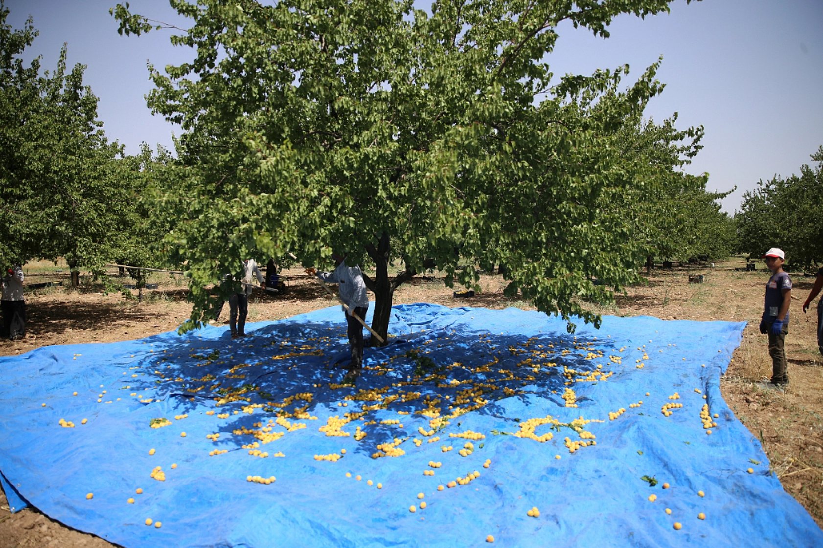 Kayısı da Malatya Gibi Çığlık Atıyor: Malatya'nın Altın Değeri Yarıya İndi...!