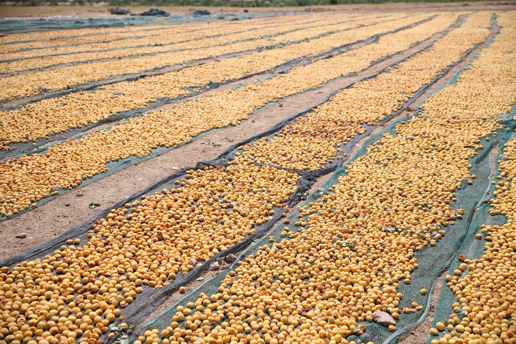 Özel'den Malatyalı Üreticilere Çağrı: 'Sarı Altın'a Zam İçin Işıkları Açın, Kapatın!