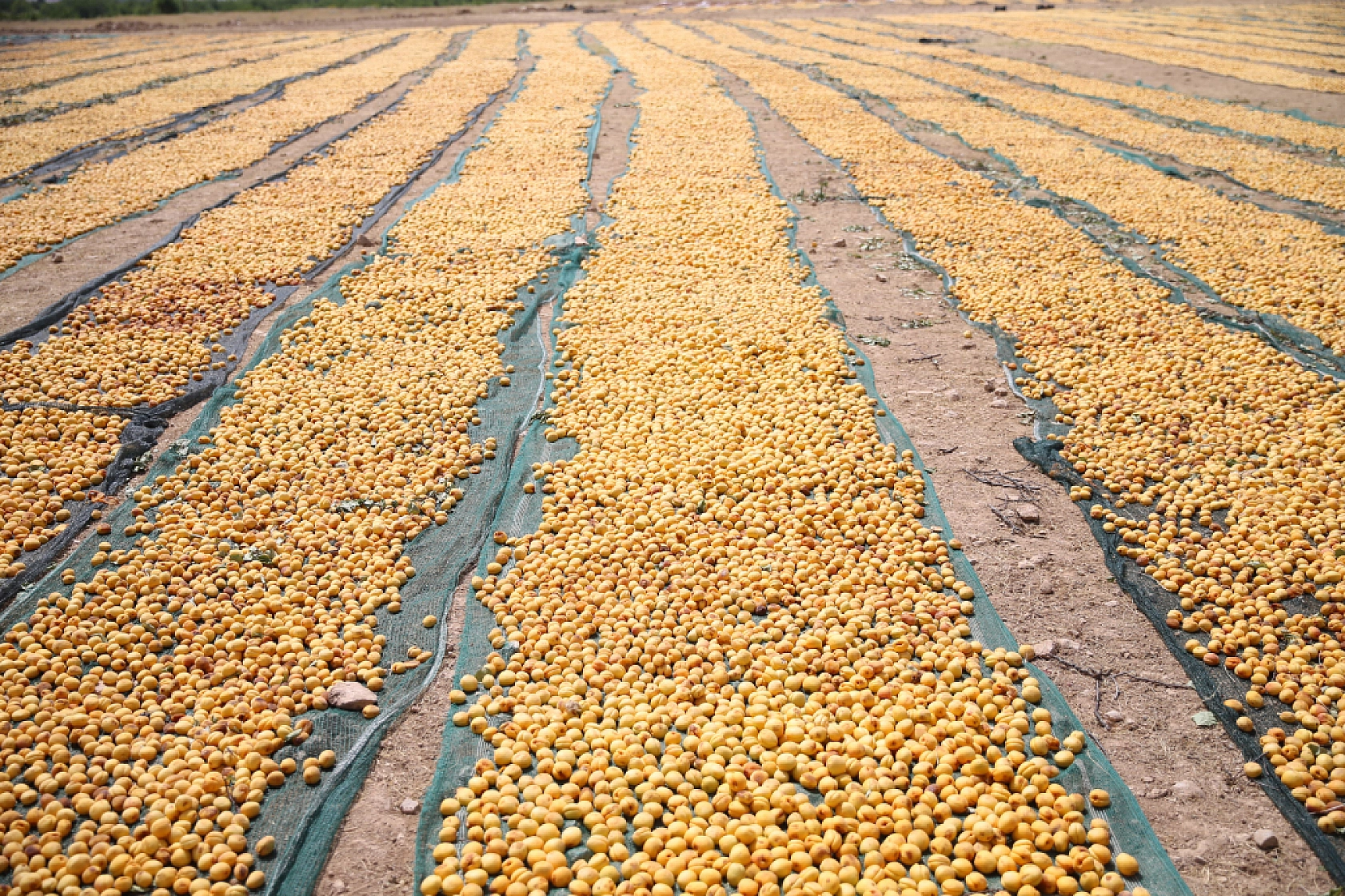 Türkiye'de Uygulanan Yasak! Malatya Kayısısını Vurdu..