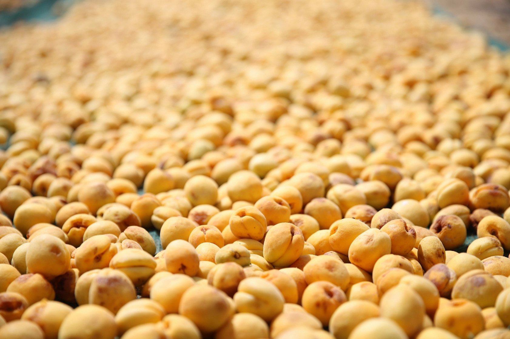 Malatya Kayısısında Fiyat Düşüşüne Çare Aranıyor! Harekete Geçilmeli...