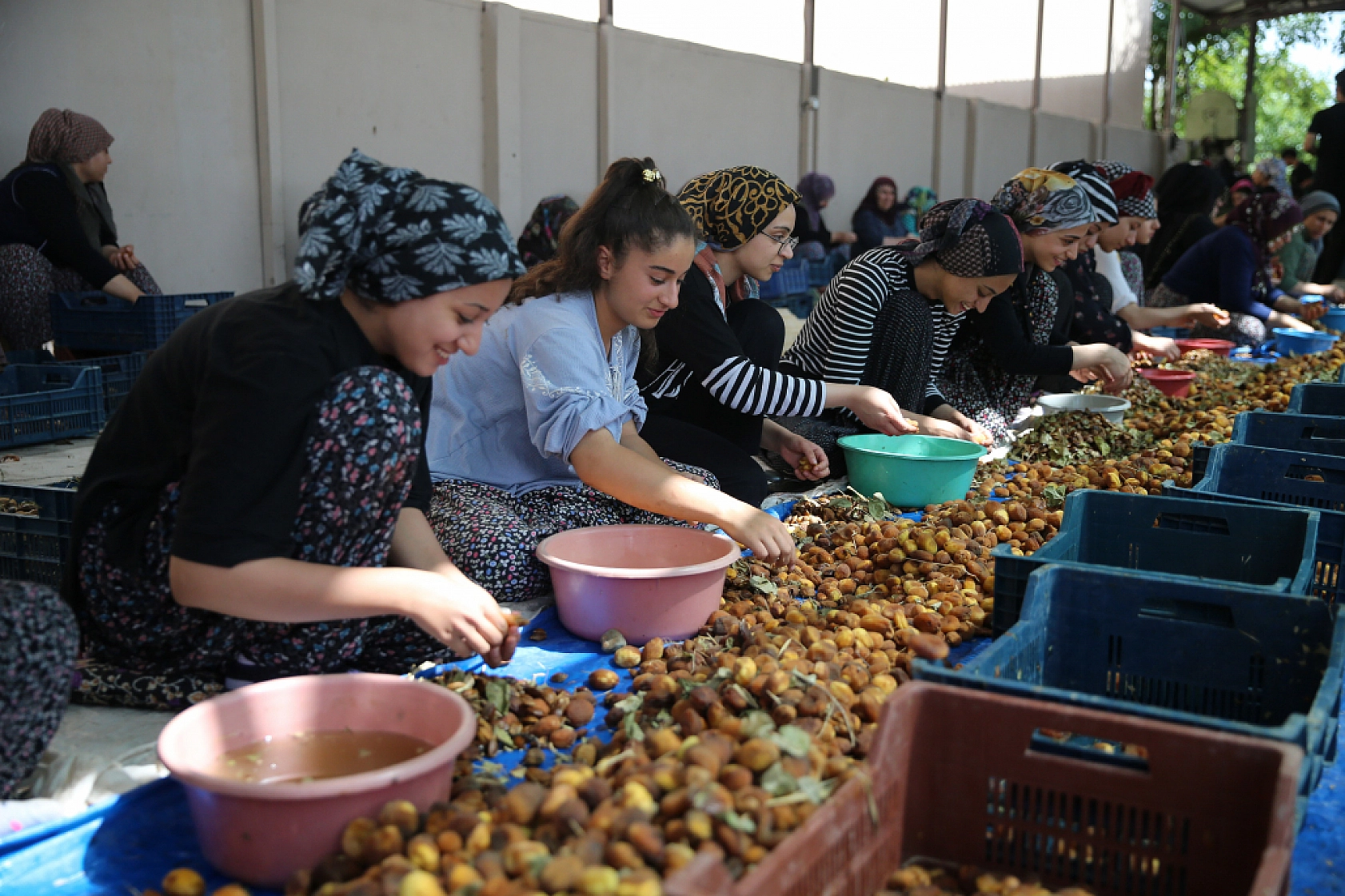9 Milyonu Malatya'da Bulunuyor... 'Hasanbey', 'Kabaaşı', 'Hacıhaliloğlu' ve 'Alyanak' Olarak Biliniyor...