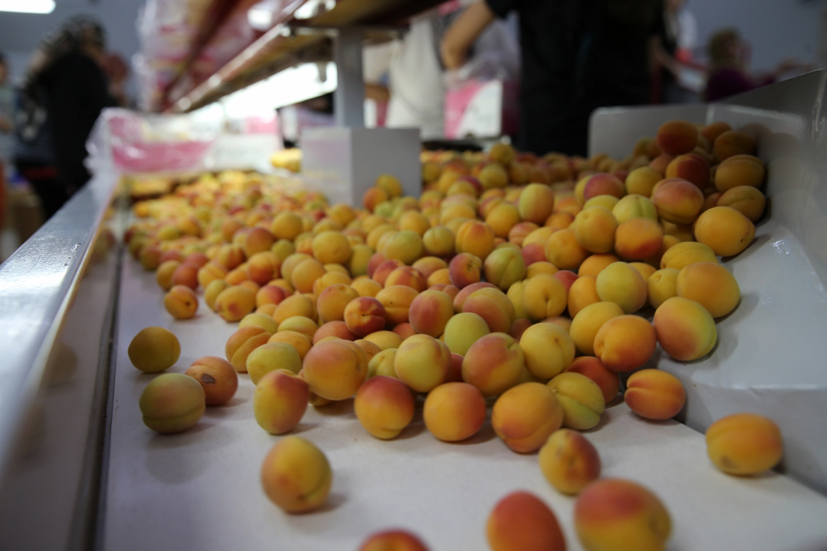 Hasanbey, Kabaaşı, Hacıhaliloğlu, Alyanak ve daha birçok çeşidiyle Uzak Doğu'ya gönderiliyor...