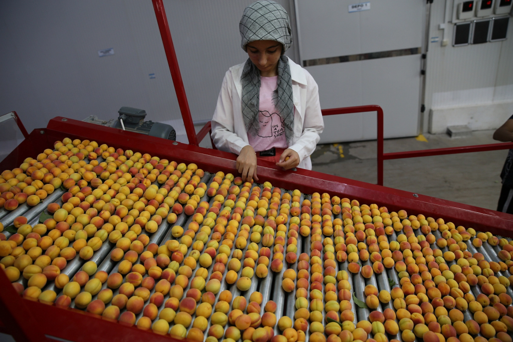 Hasanbey, Kabaaşı, Hacıhaliloğlu, Alyanak ve daha birçok çeşidiyle Uzak Doğu'ya gönderiliyor...