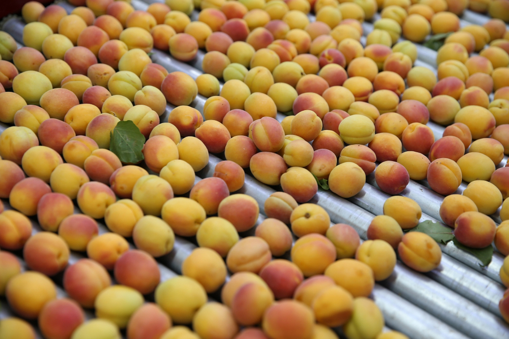 Hasanbey, Kabaaşı, Hacıhaliloğlu, Alyanak ve daha birçok çeşidiyle Uzak Doğu'ya gönderiliyor...