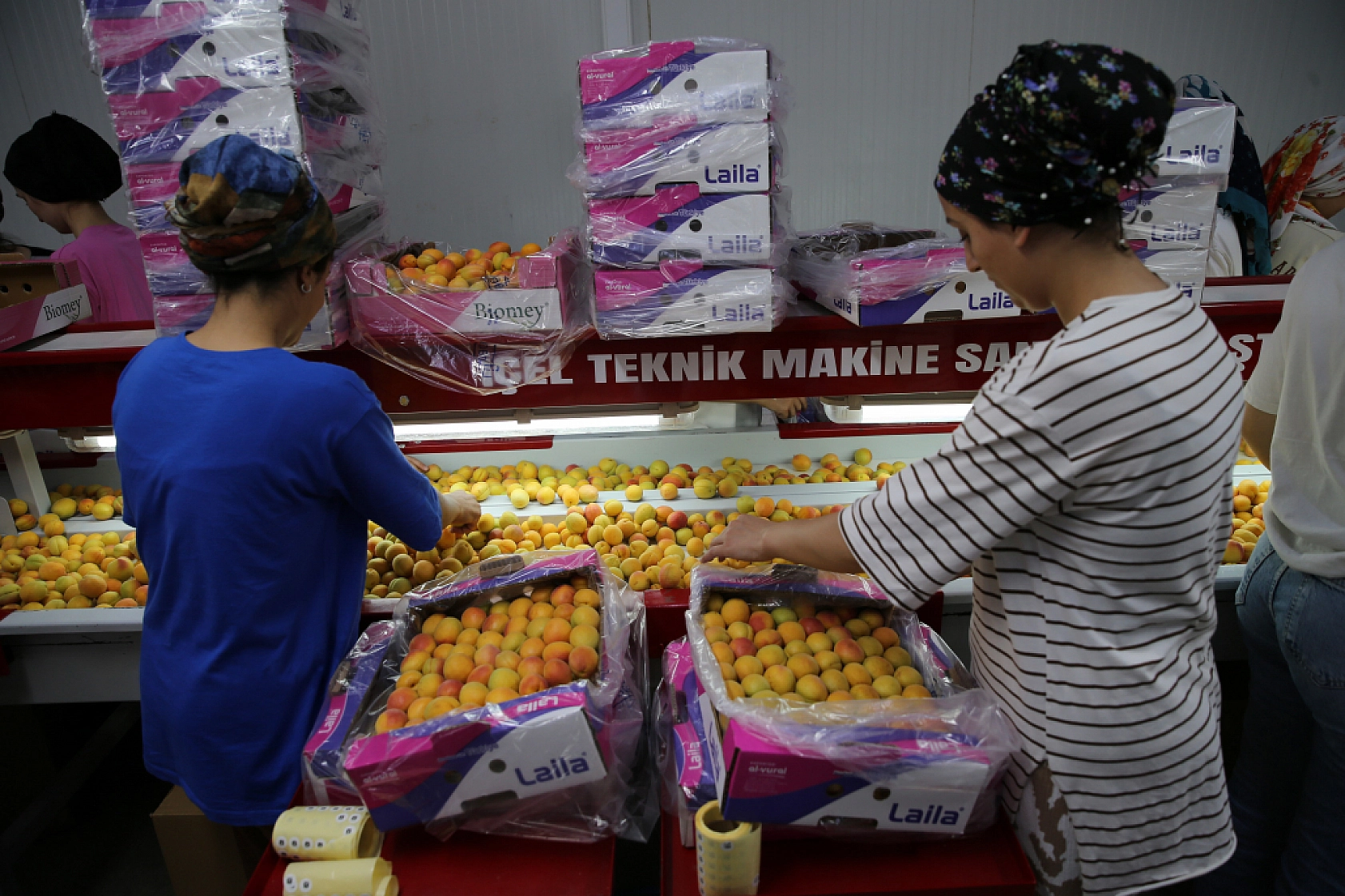 Hasanbey, Kabaaşı, Hacıhaliloğlu, Alyanak ve daha birçok çeşidiyle Uzak Doğu'ya gönderiliyor...