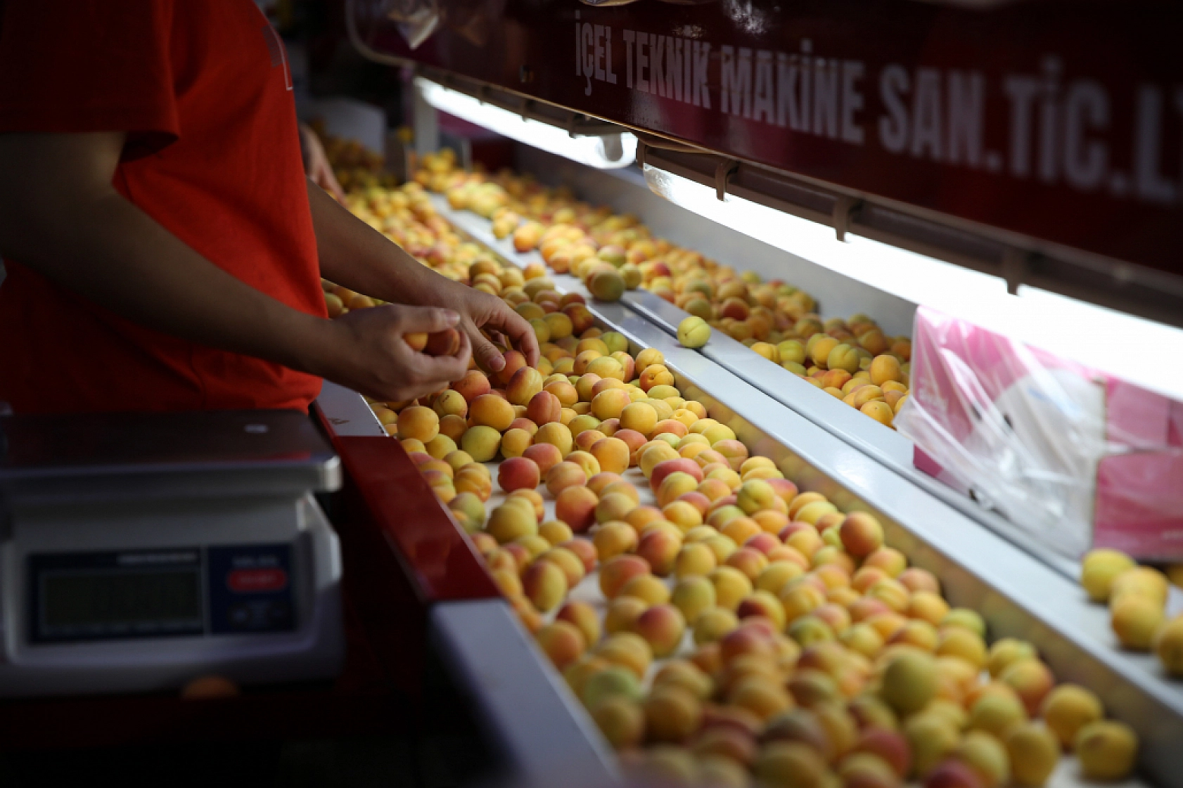Hasanbey, Kabaaşı, Hacıhaliloğlu, Alyanak ve daha birçok çeşidiyle Uzak Doğu'ya gönderiliyor...