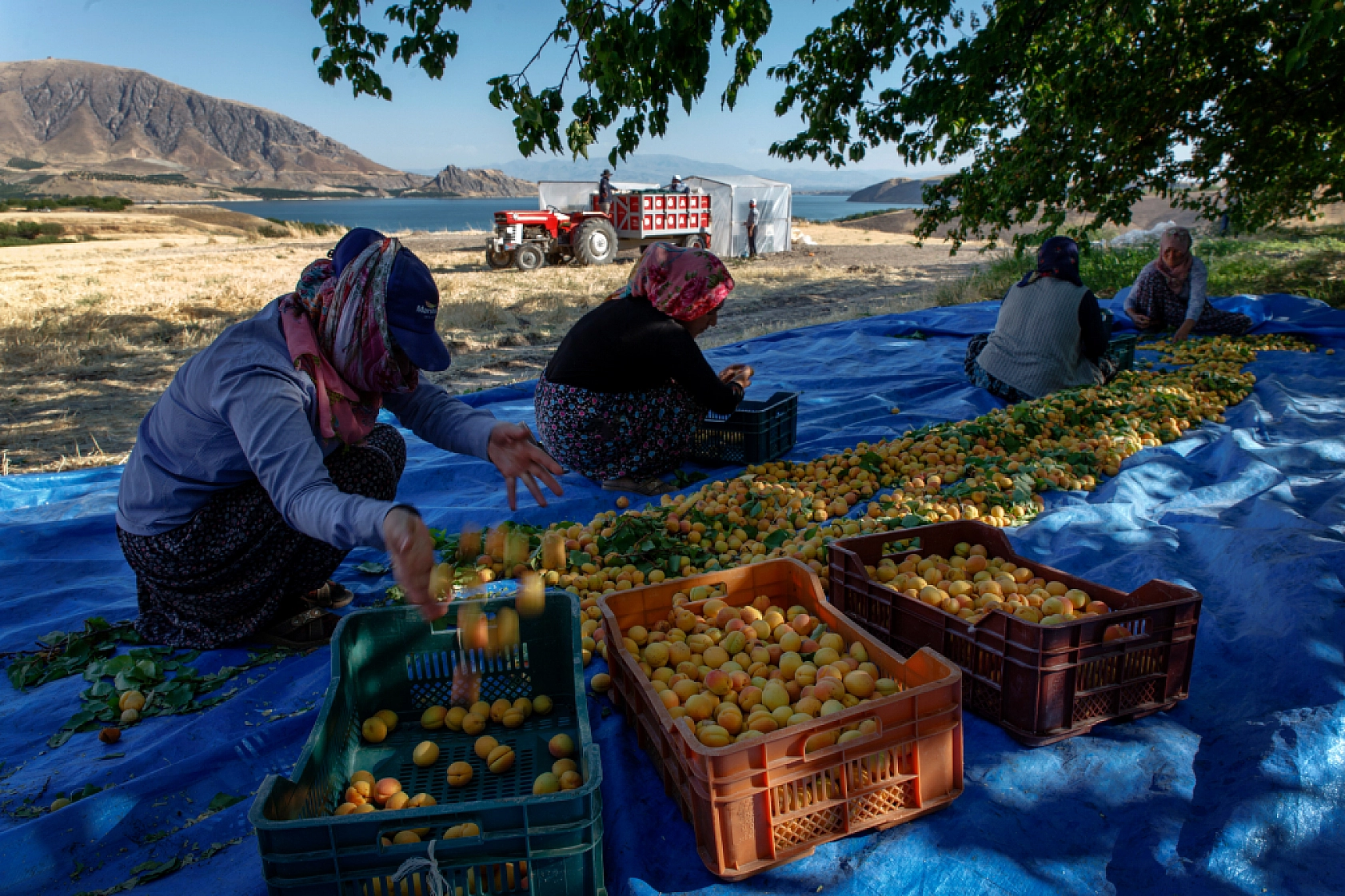 Malatya Kayısısı Dünyayı Tatlandırıyor! İşte Kayısının Serüveni!