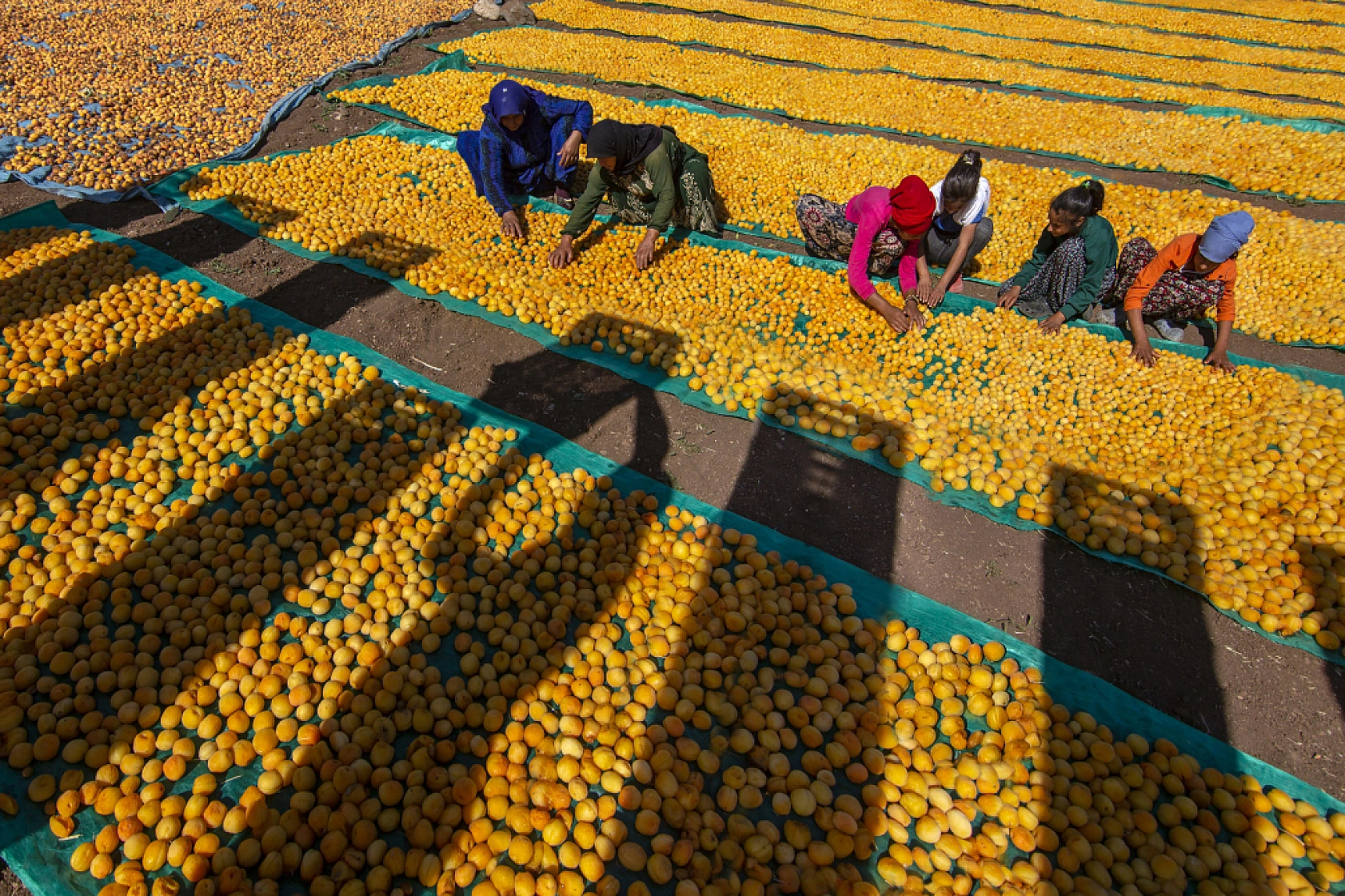 Malatya Kayısısı Dünyayı Tatlandırıyor! İşte Kayısının Serüveni!