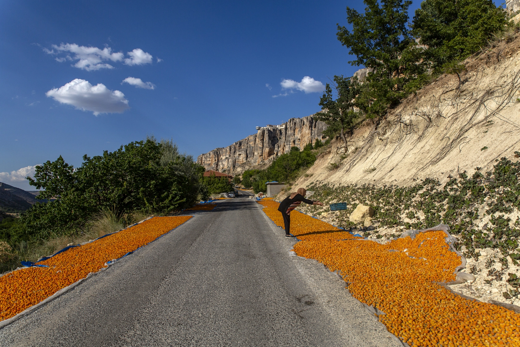 Malatya Kayısısı Dünyayı Tatlandırıyor! İşte Kayısının Serüveni!
