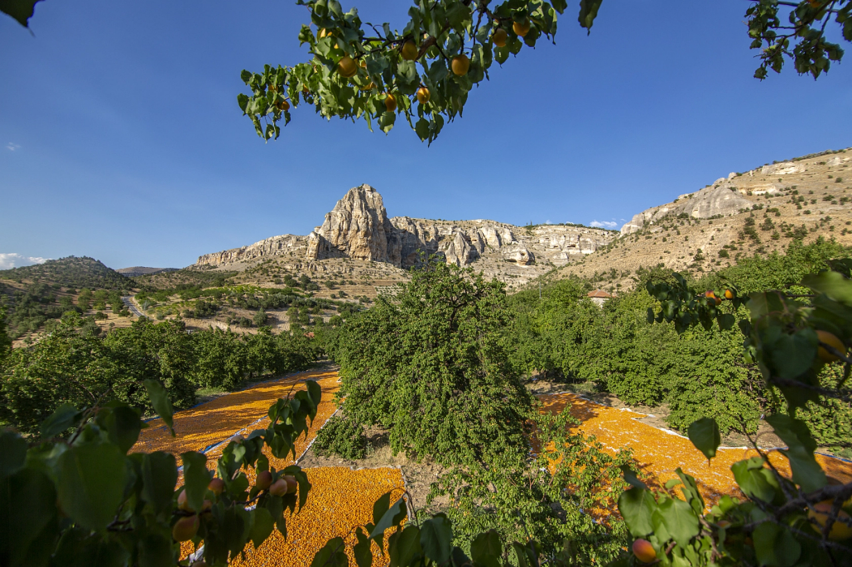 Malatya Kayısısı Dünyayı Tatlandırıyor! İşte Kayısının Serüveni!