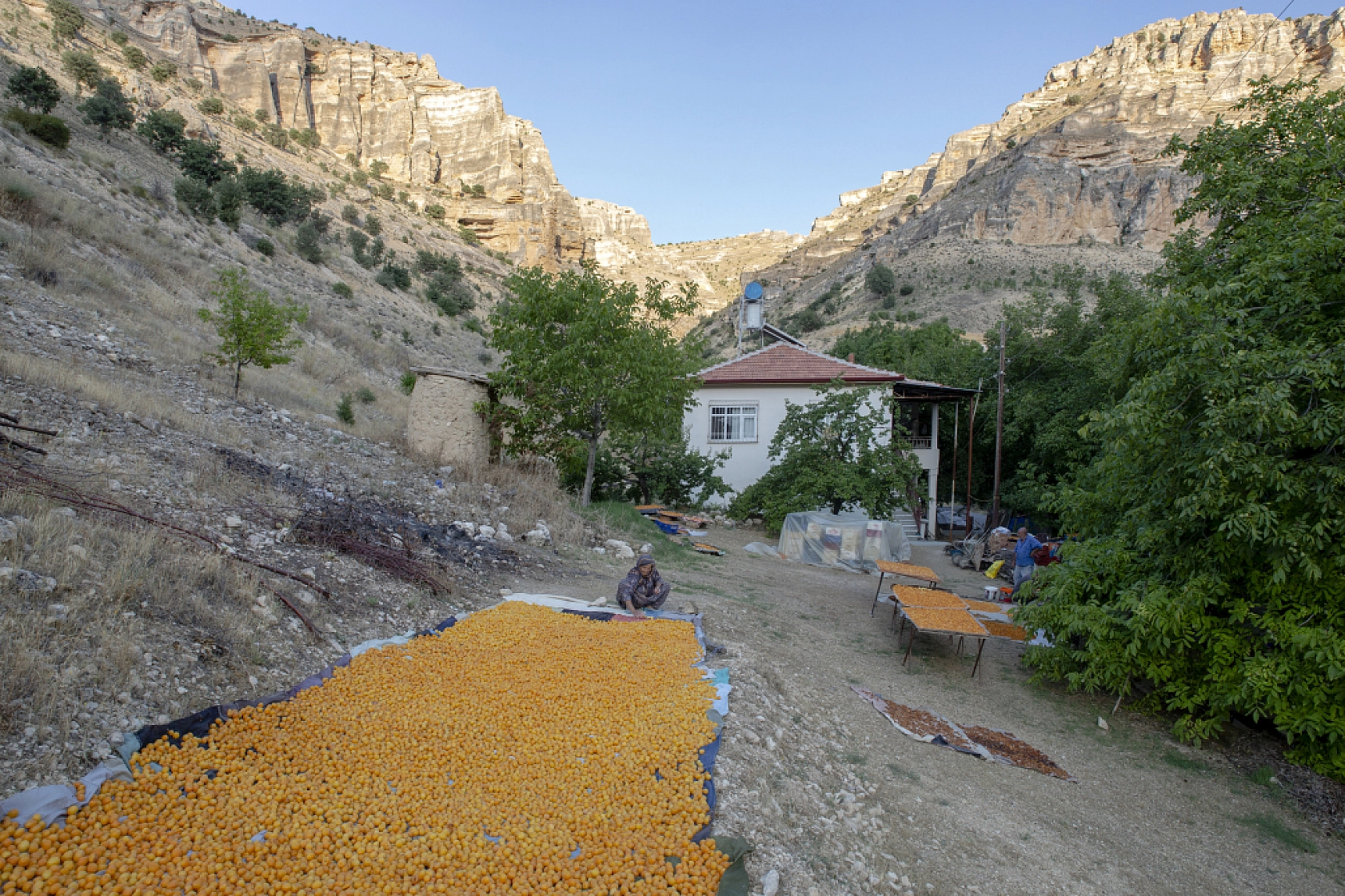 Malatya Kayısısı Dünyayı Tatlandırıyor! İşte Kayısının Serüveni!