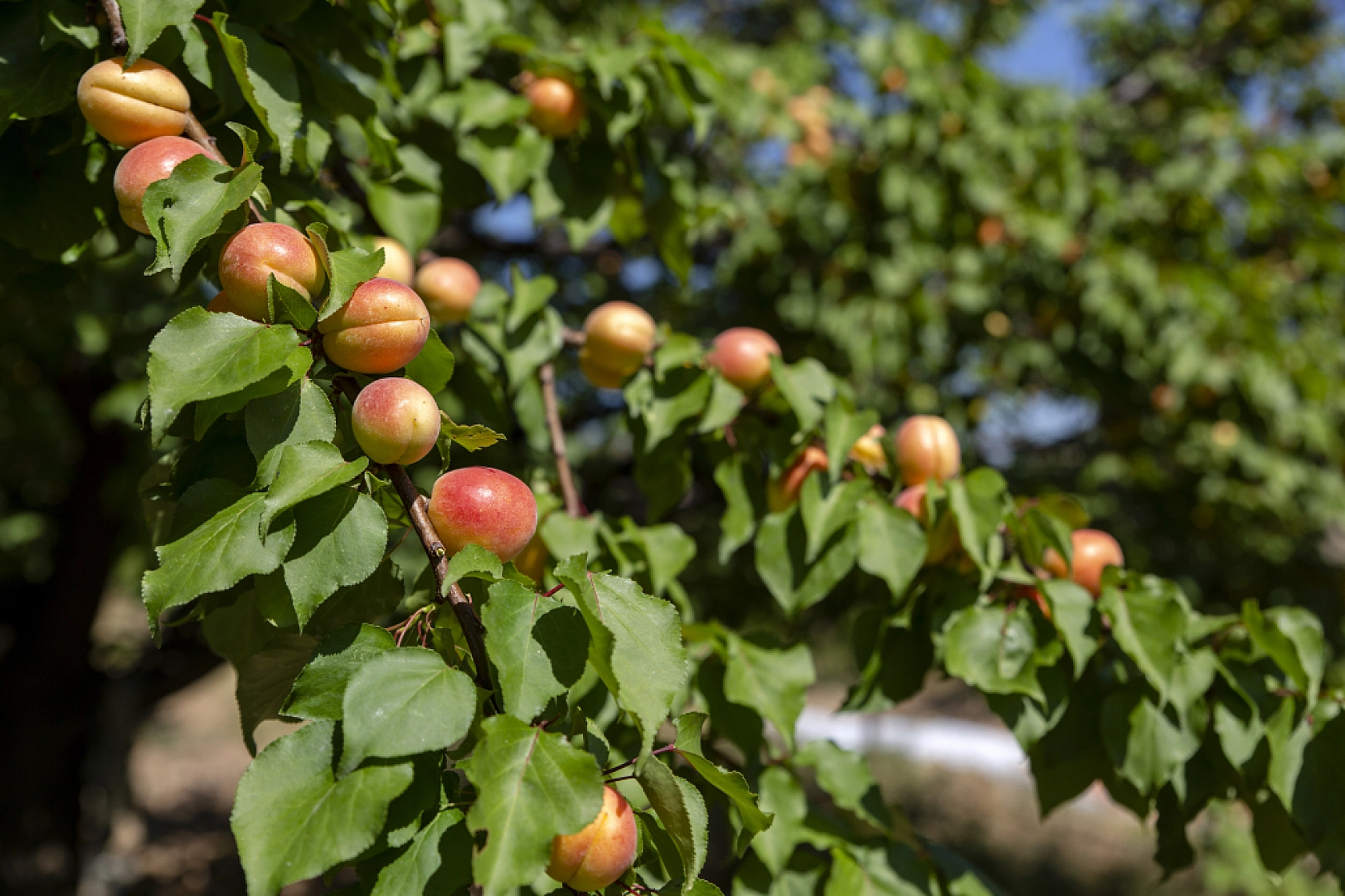 Malatya Kayısısı Dünyayı Tatlandırıyor! İşte Kayısının Serüveni!