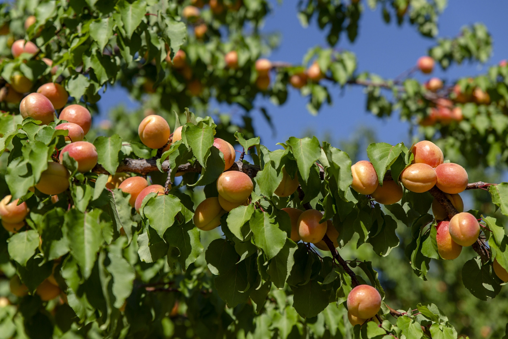 Malatya Kayısısı Dünyayı Tatlandırıyor! İşte Kayısının Serüveni!