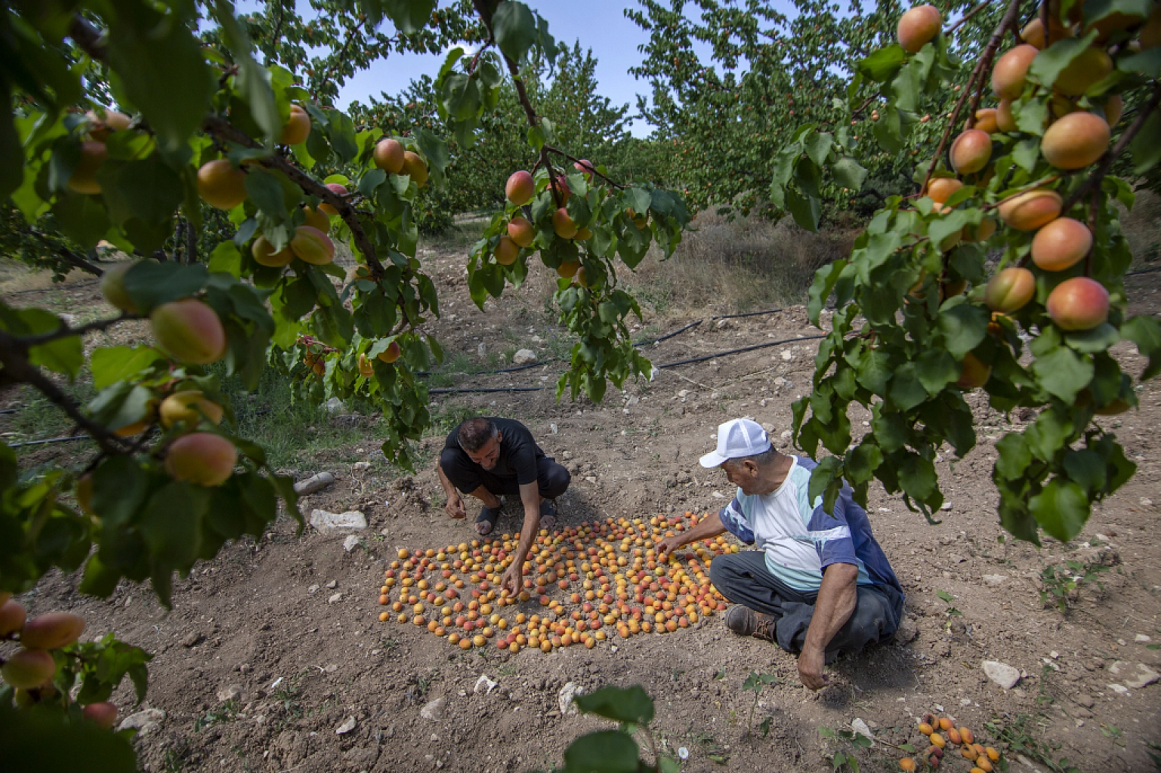 Malatya Kayısısı Dünyayı Tatlandırıyor! İşte Kayısının Serüveni!