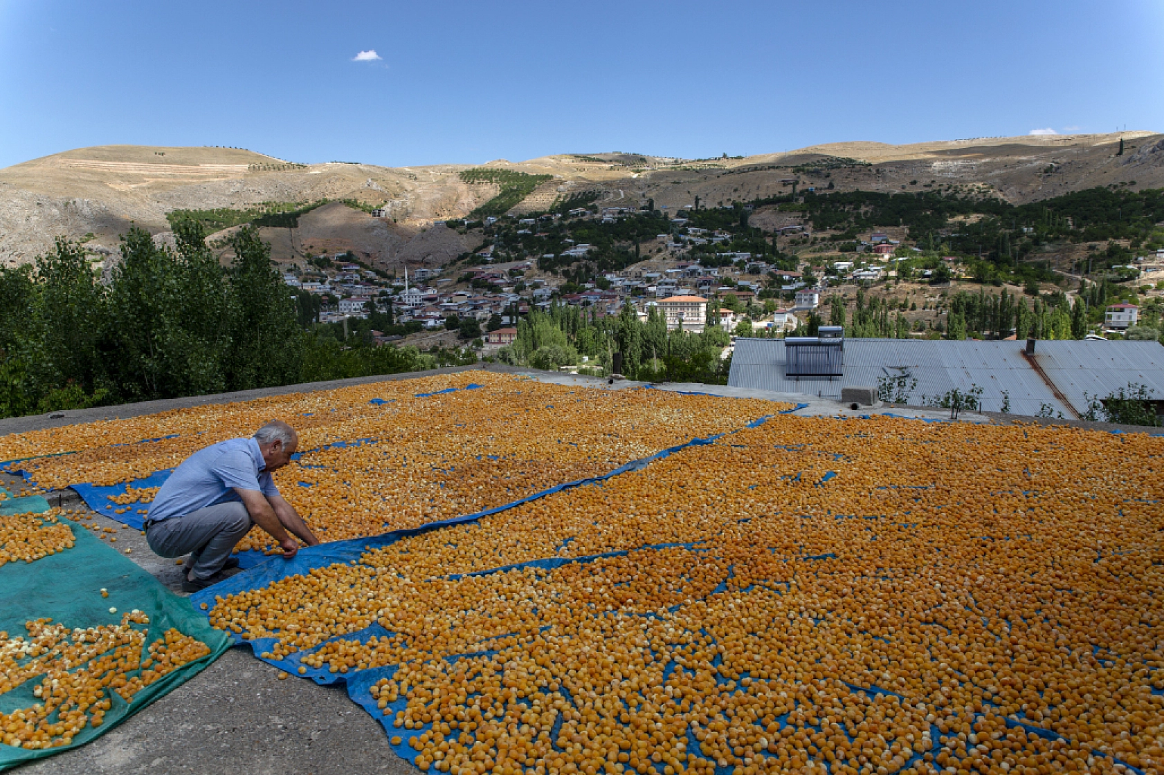 Malatya Kayısısı Dünyayı Tatlandırıyor! İşte Kayısının Serüveni!