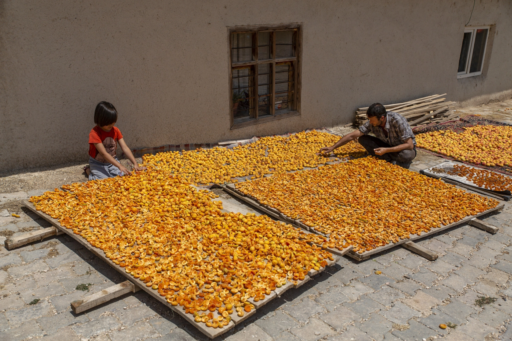 Malatya Kayısısı Dünyayı Tatlandırıyor! İşte Kayısının Serüveni!