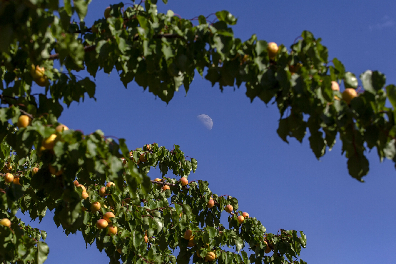 Malatya Kayısısı Dünyayı Tatlandırıyor! İşte Kayısının Serüveni!