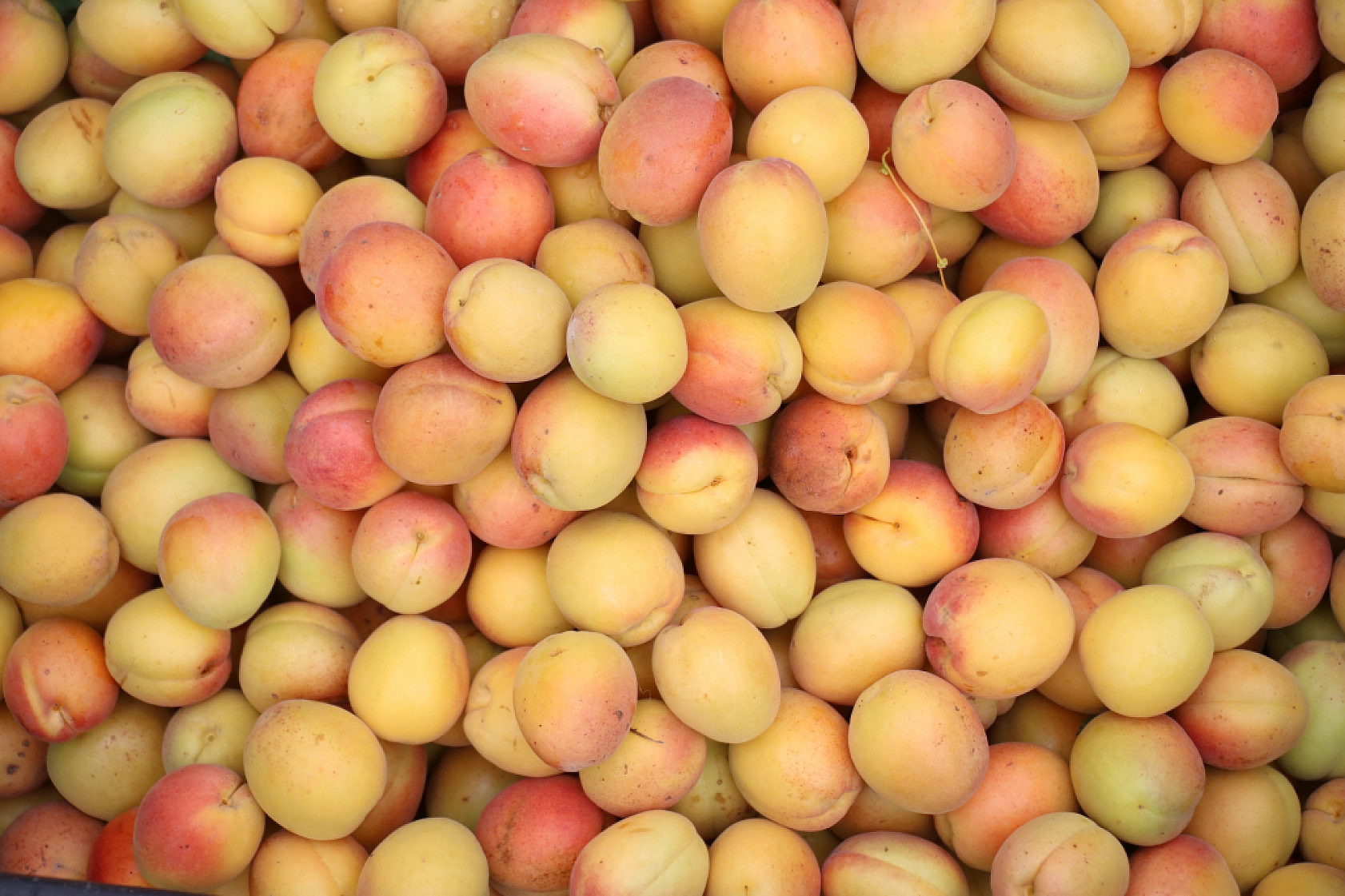 Volkanik Topraklarda Yetiştiriyor!... Tadı ve Verimiyle adeta Malatya Kayısısına Meydan Okuyor...!