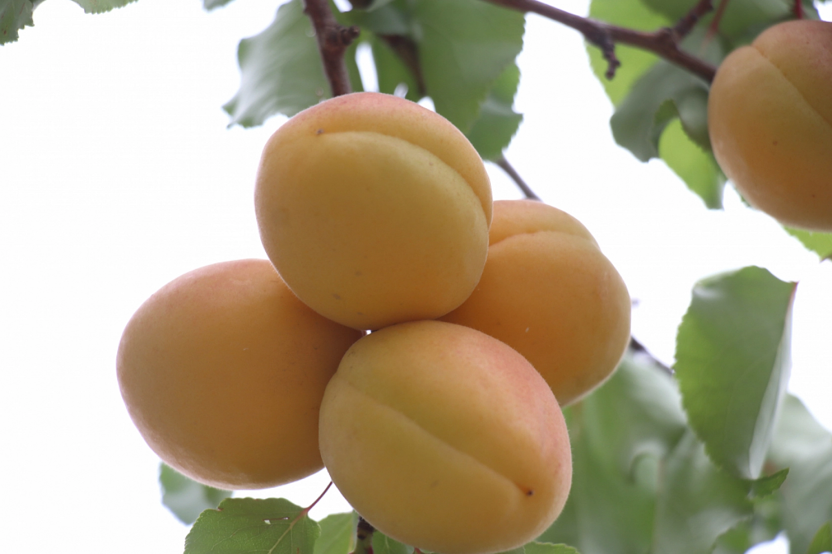 Volkanik Topraklarda Yetiştiriyor!... Tadı ve Verimiyle adeta Malatya Kayısısına Meydan Okuyor...!