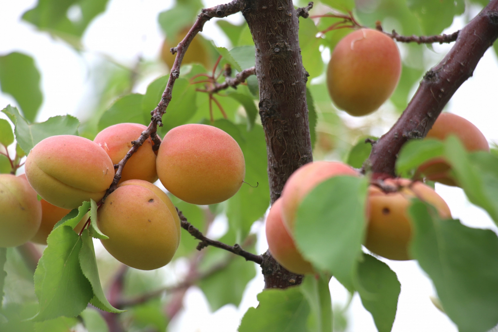 Volkanik Topraklarda Yetiştiriyor!... Tadı ve Verimiyle adeta Malatya Kayısısına Meydan Okuyor...!