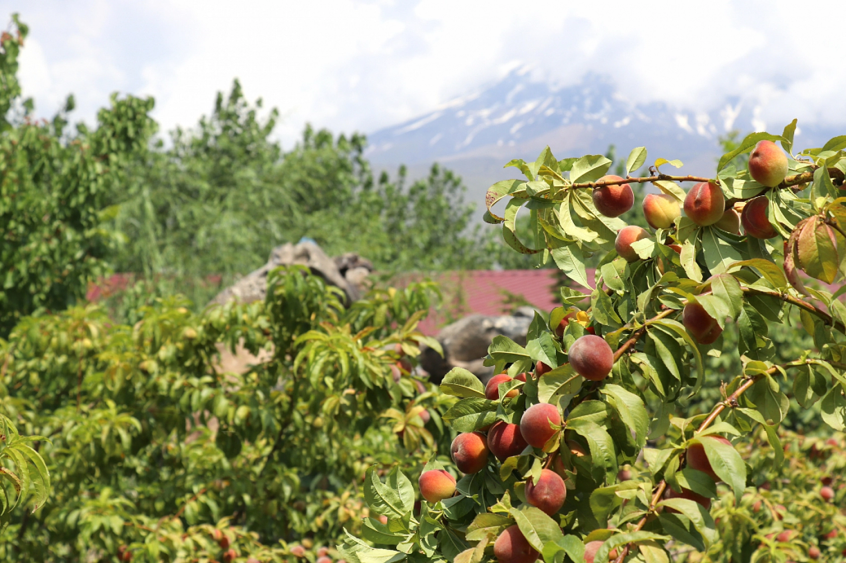 Volkanik Topraklarda Yetiştiriyor!... Tadı ve Verimiyle adeta Malatya Kayısısına Meydan Okuyor...!